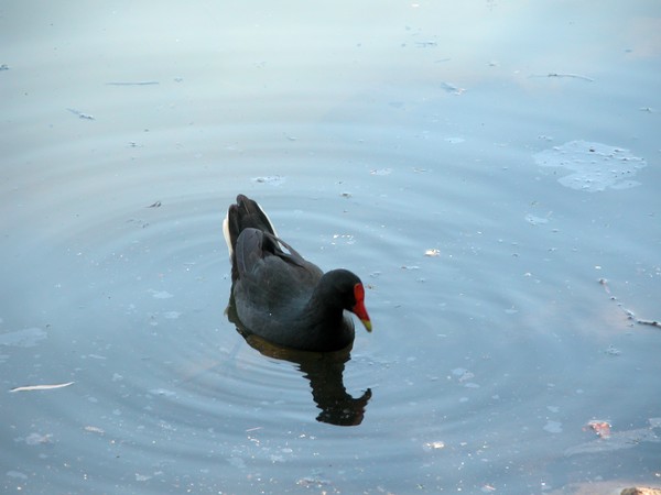 Dusky Moorhen